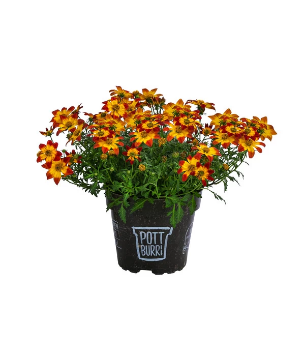 Goldmarie Im Pottburri®-Topf 3 Goldmarie Im Pottburri®-Topf