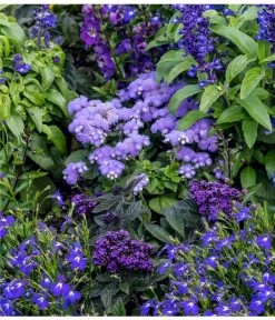 Leberbalsam -Freien Garten Geschäft 8820839 WE MO 002 AgeratumLeberbalsamLobeliaMaennertreuLucknerJuni2015