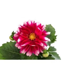 Zwergdahlie, Besonderheit -Freien Garten Geschäft 8829939 WE DE 001 ZwergdahlieBesonderheitT12