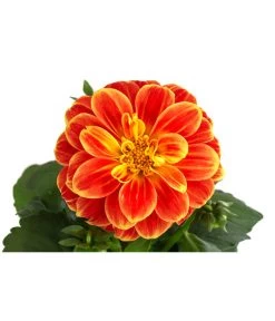 Zwergdahlie, Besonderheit -Freien Garten Geschäft 8829939 WE DE 002 ZwergdahlieBesonderheitT12