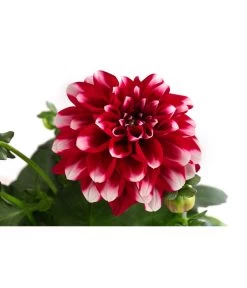 Zwergdahlie, Besonderheit -Freien Garten Geschäft 8829939 WE DE 003 ZwergdahlieBesonderheitT12