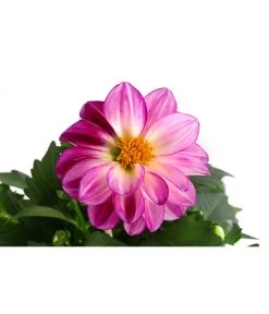 Zwergdahlie, Besonderheit -Freien Garten Geschäft 8829939 WE DE 004 ZwergdahlieBesonderheitT12