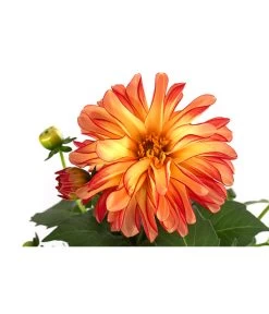 Zwergdahlie, Besonderheit -Freien Garten Geschäft 8829939 WE DE 005 ZwergdahlieBesonderheitT12