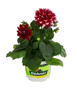 Zwergdahlie, Besonderheit -Freien Garten Geschäft 8829939 WE FS 003 ZwergdahlieBesonderheitT12