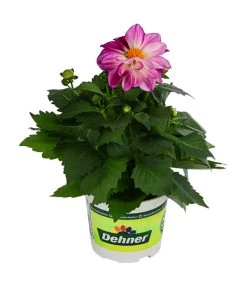 Zwergdahlie, Besonderheit -Freien Garten Geschäft 8829939 WE FS 004 ZwergdahlieBesonderheitT12