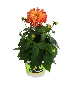 Zwergdahlie, Besonderheit -Freien Garten Geschäft 8829939 WE FS 005 ZwergdahlieBesonderheitT12