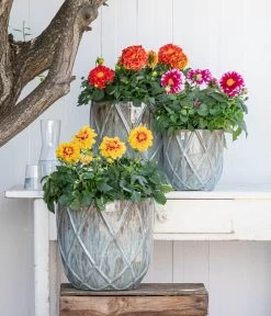 Zwergdahlie, Besonderheit -Freien Garten Geschäft 8829939 WE MO 001 ZwergDahlienT12