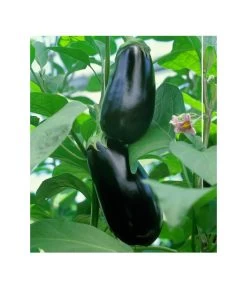 Dehner Gourmet Garten Aubergine, Veredelt -Freien Garten Geschäft 8830051 BildFS 001 AubergineCarmenGgAubergineCarmen