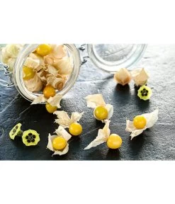 Dehner Ananaskirsche Physalis 10 Dehner Ananaskirsche Physalis -Freien Garten Geschäft 8830069 PR MO 001 PhysalisAnanaskirsche