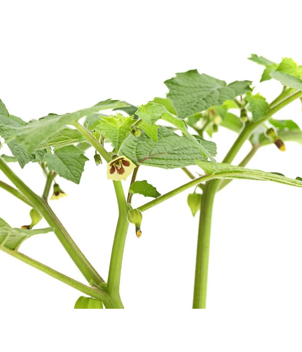 Dehner Ananaskirsche Physalis 7 Dehner Ananaskirsche Physalis – Bild 5