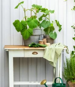 Schlangengurke 12 Schlangengurke -Freien Garten Geschäft 8830663 WE MO 002 Gurke CucurbitaePepoZucchiniGruen