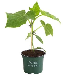 Bestseller -Freien Garten Geschäft 8830853 WE FS 001 BioSchlangengurkeVeredelt