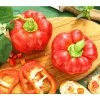 Dehner Gourmet Garten Tomatenpaprika -Freien Garten Geschäft 8831562 PR MO 001 GG PAPRIKA TOMMY