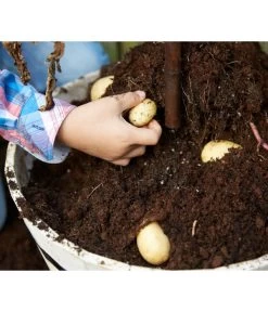 TomTato® Tomatenkartoffel -Freien Garten Geschäft 8832859 WE DE 009 TomtatoTomoffel