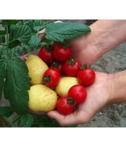 TomTato® Tomatenkartoffel -Freien Garten Geschäft 8832859 WE MO 010 TomtatoTomoffel