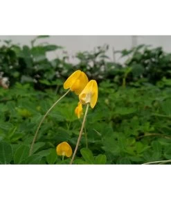 Bestseller -Freien Garten Geschäft 8834400 PR MO 002 BioErdnussPixabay