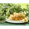 Dehner Ananaskirsche Physalis -Freien Garten Geschäft 8837965 WE MO 001 GourmetAndenbeereGoldvital