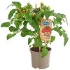 Pick-a-Tom® Cocktailtomate Mit Früchten, Rot -Freien Garten Geschäft 8838757 PR FS 002 PickaTomCherrytomateRotT14DehnerExpressHerzig