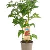 Pick-a-Tom® Cocktailtomate 'Candy' Mit Früchten -Freien Garten Geschäft 8838815 PR FS 002 PickaTomBeerentomateCandyT14DehnerExpressHerzig