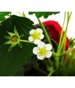 Erdbeerkasten -Freien Garten Geschäft 8842106 WE DE 002 FragariaErdbeerkasten40