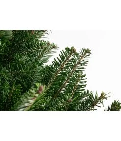 Fraser-Tanne, Ca. 175-200 Cm, Gesägt 5 Fraser-Tanne, Ca. 175-200 Cm, Gesägt -Freien Garten Geschäft 8995078 PR DE 001 AbiesFraseri175 200GesaegtFraserTanneDehnerExpressHerzig