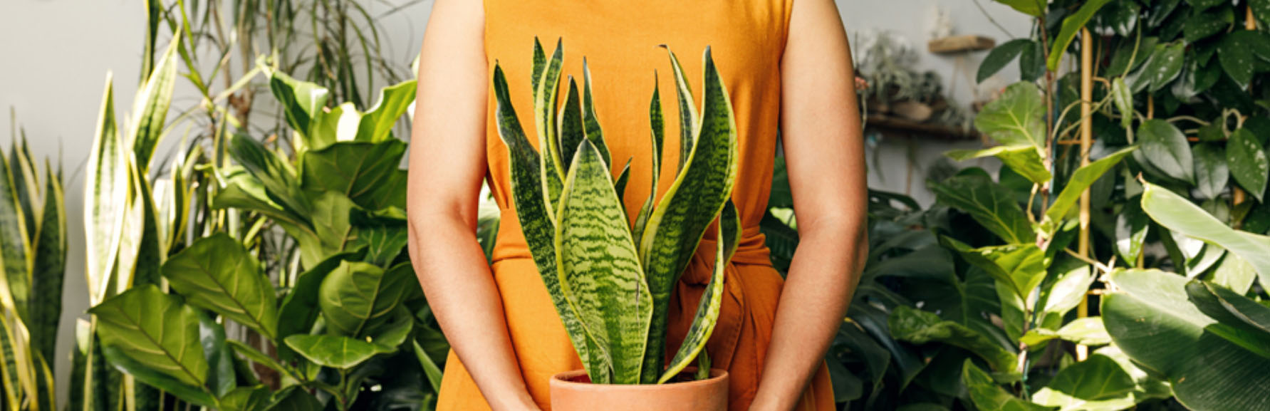 Freien Garten Geschäft -Freien Garten Geschäft sdff